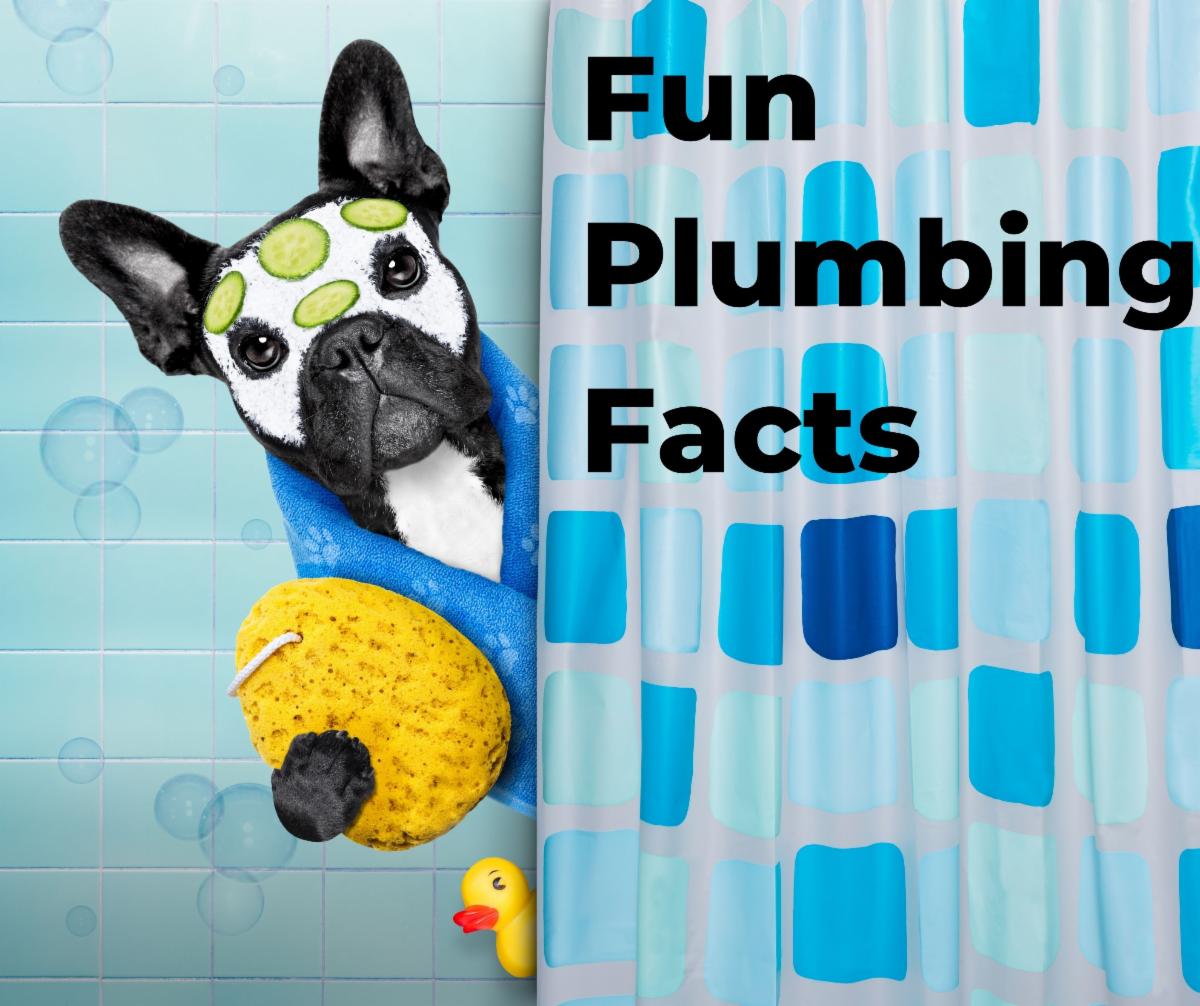 Did You Know These 5 Fun Facts About Plumbing? Raider Rooter