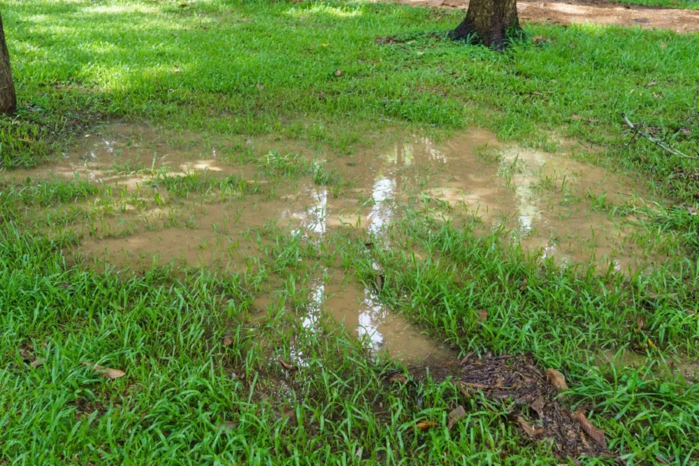 Photo of a grassy lawn with a flooded muddy area signaling drainage issues.